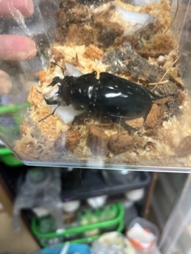 タランドゥスオオツヤクワガタペア