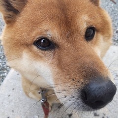 柴犬