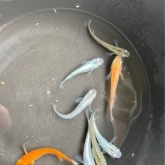 富士宮めだか ミックスヒレナガメダカ 5匹 水槽 アクアリウム ...