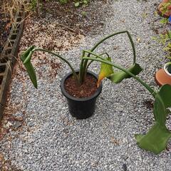 不要な観葉植物譲ってください