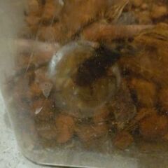 ノコギリクワガタ オス1匹 メス2匹の画像