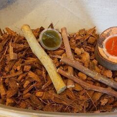 ノコギリクワガタ オス1匹 メス2匹の画像