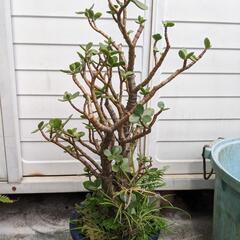 金のなる木　ガーデニング　植木　園芸の画像
