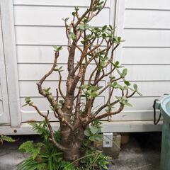 金のなる木　ガーデニング　植木　園芸の画像