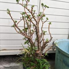 金のなる木　ガーデニング　植木　園芸の画像