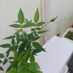 交渉中❗植物☆薔薇&トレニア