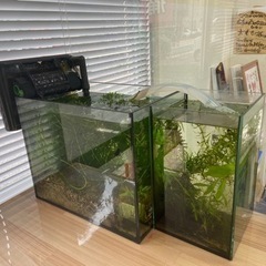 水槽2つ 循環器 26度ヒーター  エサの画像