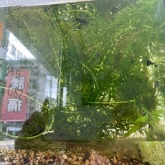 水槽2つ 循環器 26度ヒーター  エサの画像