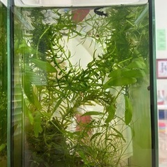 水槽2つ 循環器 26度ヒーター  エサの画像