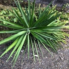 観葉植物 幸福の木 ドラセナ 約250cm サボテンの画像