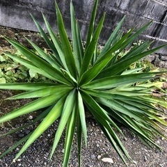 観葉植物 幸福の木 ドラセナ 約250cm サボテン