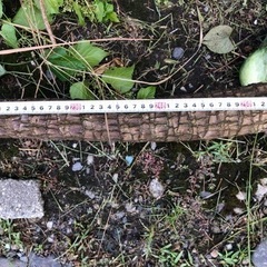 観葉植物 幸福の木 ドラセナ 約250cm サボテンの画像