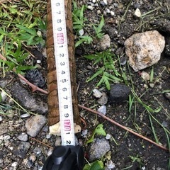 観葉植物 幸福の木 ドラセナ ② 約170cm サボテンの画像