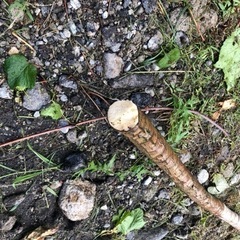 観葉植物 幸福の木 ドラセナ ② 約170cm サボテンの画像