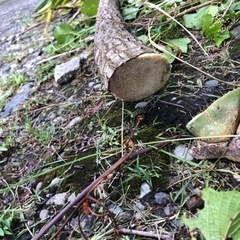 観葉植物 幸福の木 ドラセナ 約250cm サボテンの画像