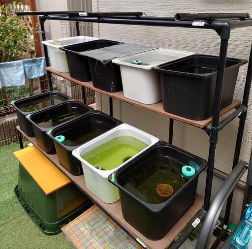 価格相談あり！メダカ　飼育棚　飯能市から1時間以内であれば＋1000〜2000円配送可能です。