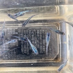 オーロラ黒ラメメダカ