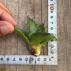 ☆アガベ　イシスメンシス　胴切り子株☆の画像
