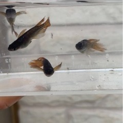 サタンメダカの稚魚5匹の画像