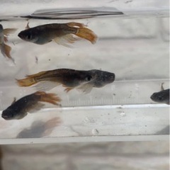 サタンメダカの稚魚5匹の画像