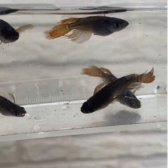 サタンメダカの稚魚5匹の画像