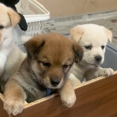 生後１ヶ月の里親募集