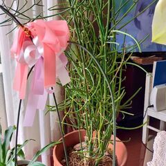 【千川駅改札引き渡し】多肉植物 ミルクブッシュ  (青珊瑚)挿し...