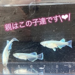 【若魚1匹】マリアージュロングフィン　（検索用　めだか　メダカ　リアルロングフィン　モルフォ）の画像