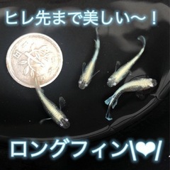 【若魚1匹】マリアージュロングフィン　（検索用　めだか　メダカ　リアルロングフィン　モルフォ）の画像