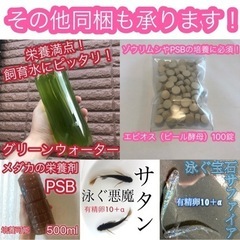 【若魚1匹】マリアージュロングフィン　（検索用　めだか　メダカ　リアルロングフィン　モルフォ）の画像