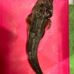 海釣り仲間(*´∀`)人(´∀｀*)