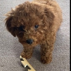 犬やゲーム好きな方(人´ω｀〃)