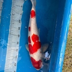 錦鯉　金魚　メダカ