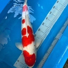 錦鯉　金魚　メダカの画像