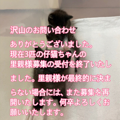 里親様募集の受付一旦終了致しておりますm(__)m