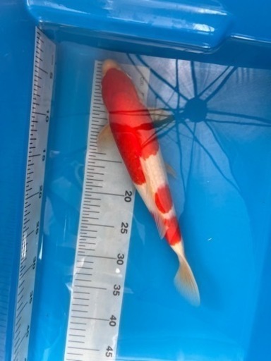 錦鯉　金魚　メダカ　　　　　