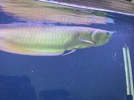 熱帯魚　古代魚　シルバーアロワナ　