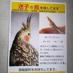 迷子のオカメインコを探しています！