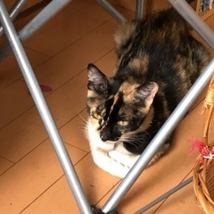 5月に赤ちゃん５匹産んだお母さん三毛猫手術済み