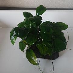 アヌビアスナナ 石付き