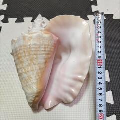 最終値下げ　コンク貝　オブジェ　置物　ディスプレイ　貝殻