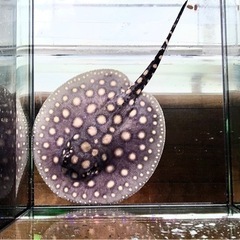 決まりました　激安！品川血統受け継ぐダイヤモンドポルカ　♀メス　熱帯魚