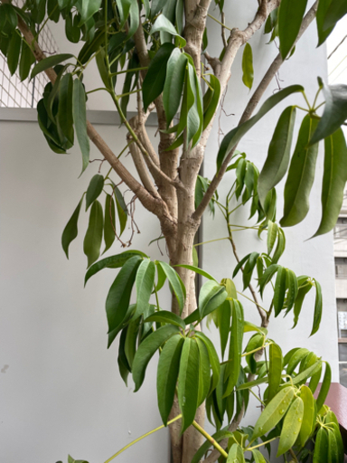 20日まで>シェフレラ(カポック) ツリー植木