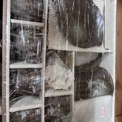 未使用品▶︎急須＆コースター　ウサギ柄