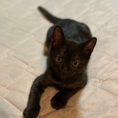 濃いめのスモークブラックの子猫ちゃん - 大分市