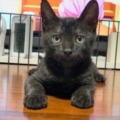 濃いめのスモークブラックの子猫ちゃん