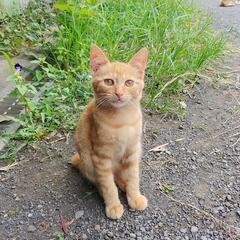 茶トラくん　里親募集します！