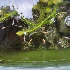 メダカミックス稚魚〜幼魚③の画像