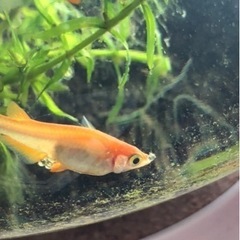 楊貴妃メダカ稚魚