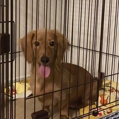ミニチュアダックス